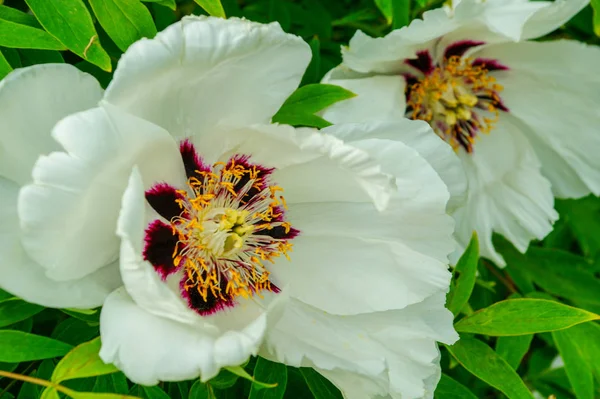 Fleurs blanches fleurissant dans le jardin. Fleur de pivoine. Pivoines multicolores macro fond gros plan . — Photo