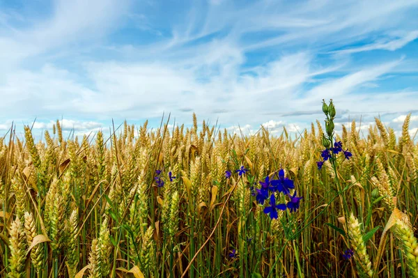 Champ de blé jaune cultivé contre un ciel bleu . — Photo