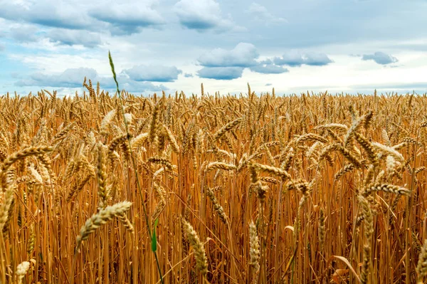 Champ de blé jaune cultivé contre un ciel bleu . — Photo