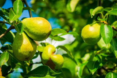 Güneşli bir günde ağaçta bazı armutlar olgunlaşır..