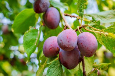 Hasat tan önce ağaç dallarında birkaç olgun erik