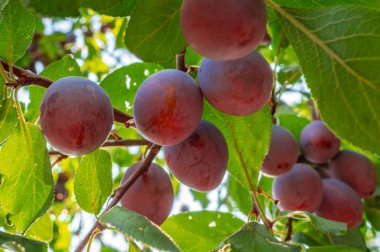 Hasat tan önce ağaç dallarında birkaç olgun erik