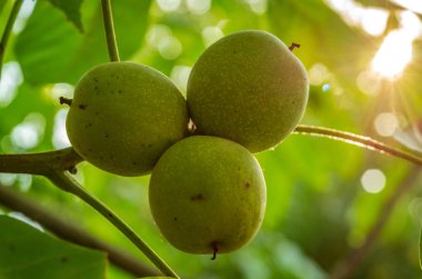 Bir ağaç dalı üzerinde yaprakları arasında ceviz olgunlaştırmak.