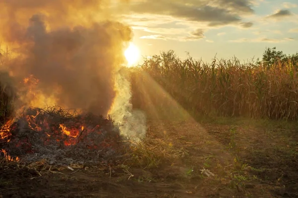 Fuego en el jardín, las malas hierbas se queman después de la cosecha — Foto de Stock