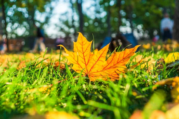 Жовте листя на траві в осінньому парку в сонячний день — стокове фото