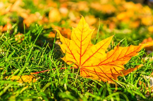 Hojas amarillas en la hierba en el parque de otoño en un día soleado — Foto de Stock