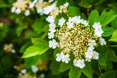 Viburnum vulgaris yaz başında yeşil çalı dalında açar.