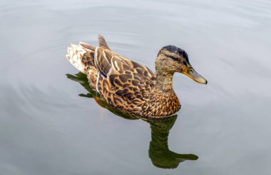 Yalnız vahşi ördek Nehirdeki kameraya daha yakın yüzüyor