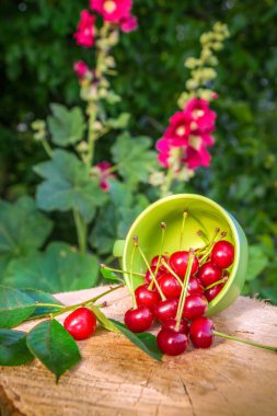 Vişne ve yapraklar tahta kütüğün üzerinde, dikey, güzel, durgun bir hayat.