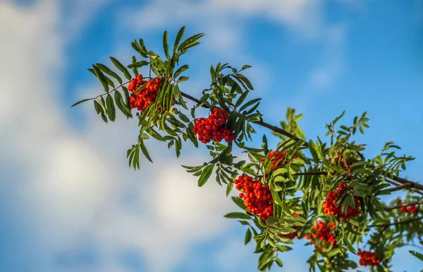 Bacche Sorbo Rosso Sui Rami Dell Albero Foglie Verdi Contro — Foto Stock