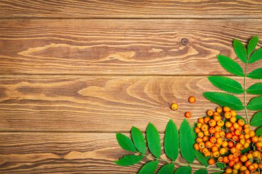 Kırmızı yaban mersini ve yeşil yapraklar yaşlı ağaçta