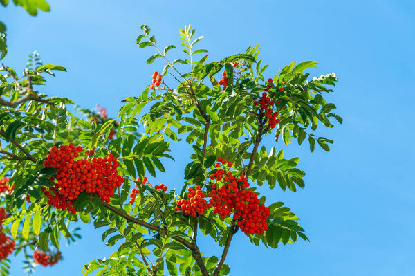 Red rowan berries on the branches of tree and green leaves against blue sky