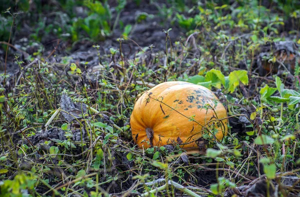 Gran Calabaza Solitaria Madura Jardín Antes Cosecha —  Fotos de Stock