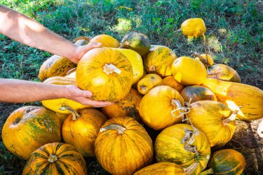 Bahçıvan bahçede hasat sırasında büyük bir balkabağı yığını üzerine koyar.