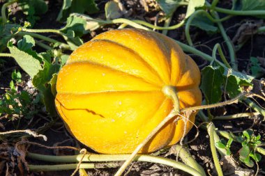 Yazın hasattan önce sebze bahçesinde olgunlaşmış sarı kavun.