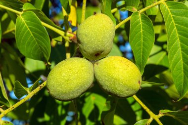 Üç yeşil ceviz bahçedeki dalda olgunlaşıyor hasat edilmeden önce