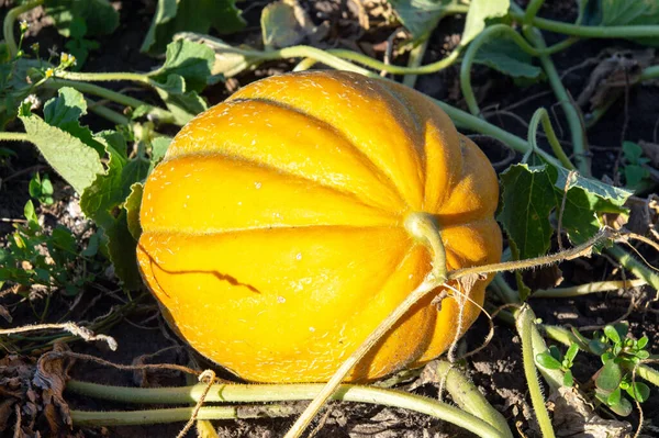 Yazın hasattan önce sebze bahçesinde olgunlaşmış sarı kavun.