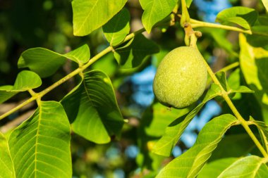 Bahçedeki bir daldaki yeşil ceviz hasat edilmeden önce olgunlaşır.