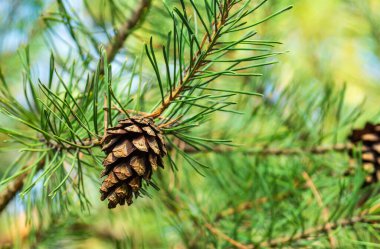 Çam dalında tek kapalı kahverengi Lodgepole Pinecone Dağlar ormanında yeşil iğneler