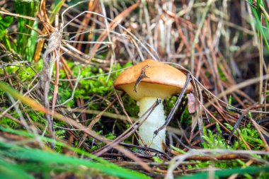 Yalnız vahşi mantar Suillus Luteus ormanda çam iğneleri arasında boşlukta.