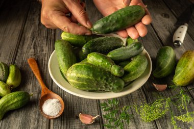 Bir çift el salatalığı taze toplanmış salatalıklarla dolu bir kasenin üzerinde tutuyor. Kasenin etrafında sarımsak, tuz ve turşu için hazır otlar var..