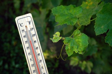 Bir termometre yemyeşil üzüm yapraklarının yakınındaki sıcaklığı gösterir. Dekor, yaz büyümesinin ve tarım faaliyetlerinin özünü yansıtan güneşli bir üzüm bağı..