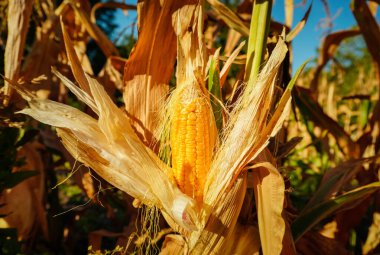 Güneşli bir alanda kuru kabukların arasına yuva yapmış olgun bir mısır kulağının yakından çekilmiş görüntüsü canlı sarı çekirdekleri sergiliyor. Atmosfer, yaz sonlarının özünü yansıtıyor..