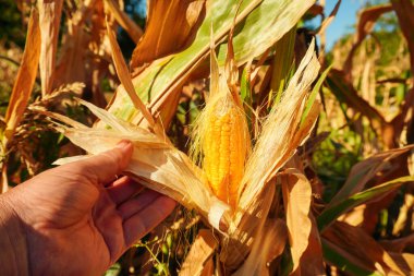 Bir el, tarım alanında parlak ve güneşli bir günde kuru mısır saplarıyla çevrili olgun bir mısır tarlasını incelemek için uzanır ve hasat zamanının sinyallerini verir..