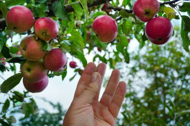 Bir el, canlı bir meyve bahçesindeki ağaçtan sarkan parlak, olgun elmalara uzanıyor. Sahne, sonbahar hasat zamanının göstergesi olarak açık bir gökyüzüne ayarlanmış..
