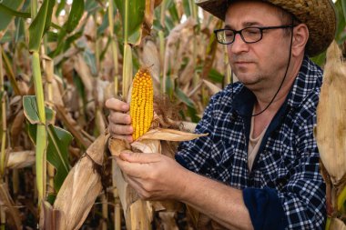 Bir çiftçi uzun mısır saplarıyla dolu bir tarlada olgun bir mısır kabuğunu yakından inceler. Sıcak güneş onun odaklanmış ifadesini vurgular, hasat zamanının önemini gösterir..