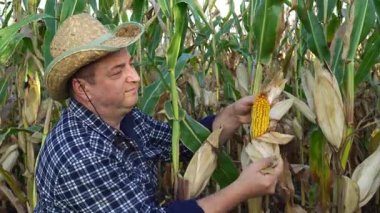 Hasır şapkalı bir adam tarlada olgun mısırı dikkatle inceler. Yılın bu zamanı hasat mevsimi ve mısırlar toplanmaya hazır görünüyor..