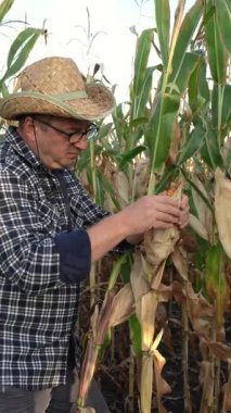 Gözlüklü ve hasır şapkalı bir çiftçi tarlada dikkatlice mısır topluyor. Güneş arka planda batıyor, ekinlerin ve çevreleyen bitkilerin altın renklerini vurguluyor..