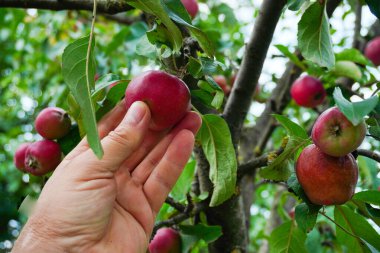 Bir el meyve bahçesindeki bir dalda olgun kırmızı bir elmaya uzanır. Meyvenin etrafını saran yeşil yapraklar hasat mevsiminin geldiğini gösteriyor. Doğanın güzelliğini gözler önüne seriyor..