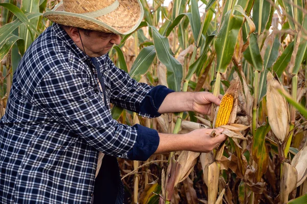 Bir çiftçi canlı sarı çekirdekleri sergilemek için tarladaki mısır kulaklarını kontrol eder. Sonbaharda uzun mısır bitkileriyle çevriliyken hasır şapka ve flanel gömlek giyer..