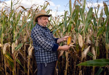Ekose gömlekli ve hasır şapkalı bir adam açık mavi gökyüzünün altındaki bir tarladan olgun mısırları seçer. Sonbahar geldi ve ekinler hasat için hazır..