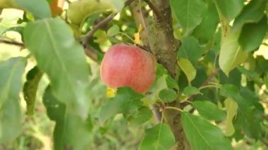 Parlak kırmızı bir elma, güneşli bir meyve bahçesinde canlı yeşil yapraklarla çevrili, dayanıklı bir ağaç dalına asılı olarak görülüyor. Elma toplamak için mükemmel bir zaman..