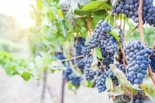 Bunches Ripe Grapes Vineyard Sunset — Stock Photo, Image