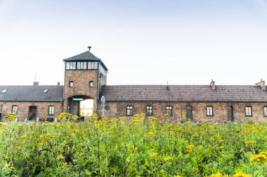 Ana giriş binası Auschwitz Birkenau'da toplama kampı ön planda, Polonya sarı çiçekli