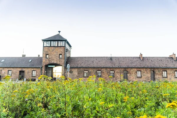 Głównego Wejścia Budynku Auschwitz Birkenau Obozu Koncentracyjnego Żółte Kwiaty Pierwszym — Zdjęcie stockowe