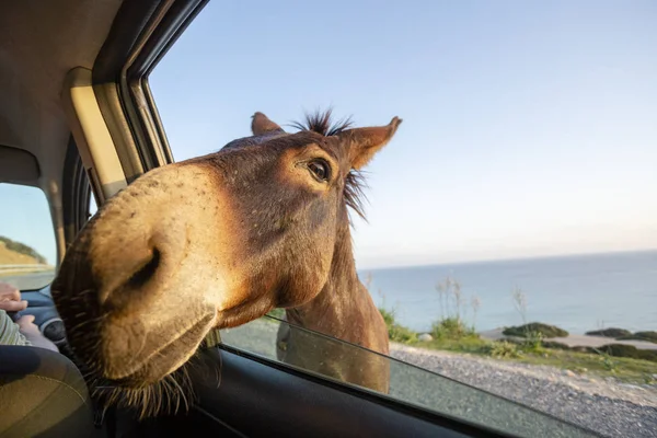 可爱的野驴把他的头通过车窗 — 图库照片