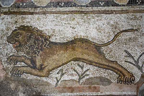 Древняя Мозаика Льва Археологическом Парке Пафоса Кипр — стоковое фото