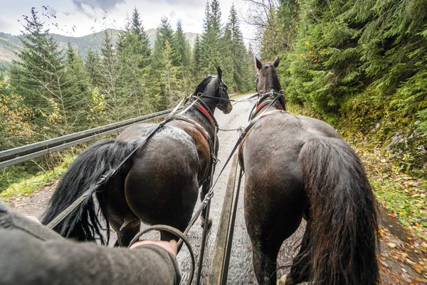 在美丽的森林中骑着马车，塔特拉山台 — 图库照片