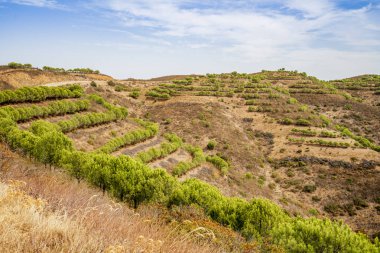 Portekiz, Algarve 'nin kuzeyindeki çam ağaçları