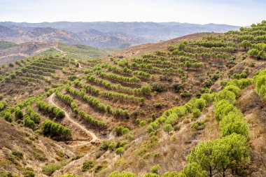 Portekiz, Algarve 'nin kuzeyindeki çam ağaçları