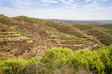 Portekiz, Algarve 'nin kuzeyindeki çam ağaçları
