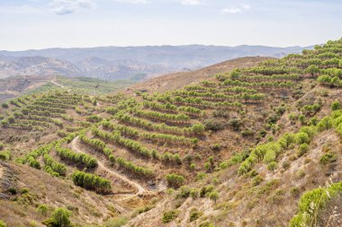 Portekiz, Algarve 'nin kuzeyindeki çam ağaçları