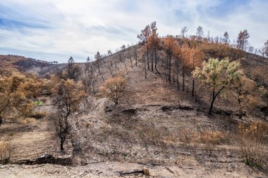 Yangından sonra yanan orman iyileşiyor.