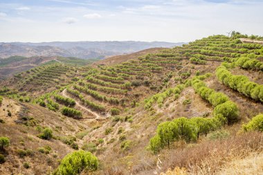 Portekiz, Algarve 'nin kuzeyindeki çam ağaçları
