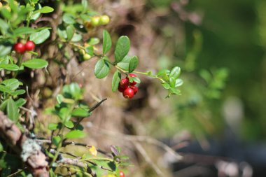 Berry, kırmızı, doğa, yeşil, bitki, meyve, orman, gıda, yabanmersini, yaban mersini, çilek, yaprak, olgun, bush, Sonbahar, İsveç kirazı, portre, kızılcık, yaprakları, şube, sağlıklı, vahşi, ağaç, cowberries, yaz