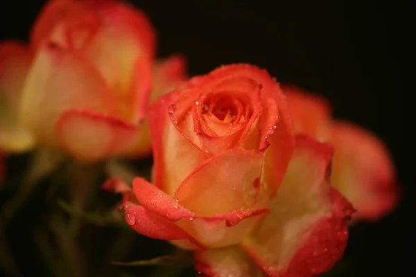 Detailní Záběr Růži Krásná Jemný Žlutý Keř Růže Červeným Tipy — Stock fotografie